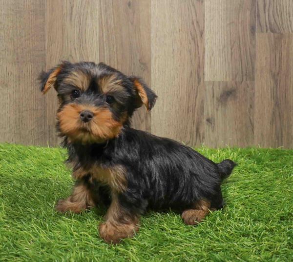Silky Terrier-DOG-Male-Black / Tan-11183-Petland Robinson, Pittsburgh, PA