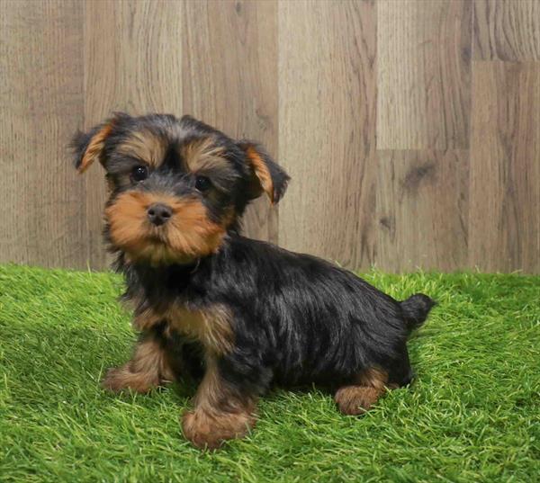 Silky Terrier-DOG-Male-Black / Tan-11183-Petland Robinson, PA