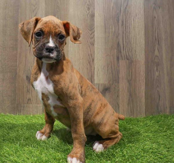 Boxer-DOG-Female-Brindle / White-11184-Petland Robinson, Pittsburgh, PA