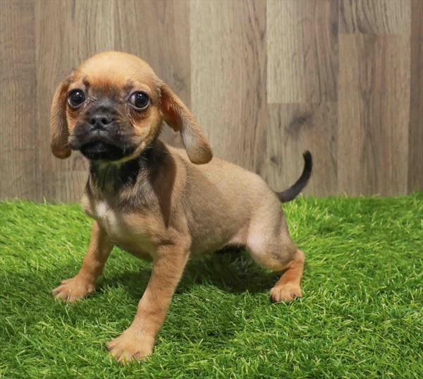 Puggle-DOG-Female-Fawn-11185-Petland Robinson, Pittsburgh, PA