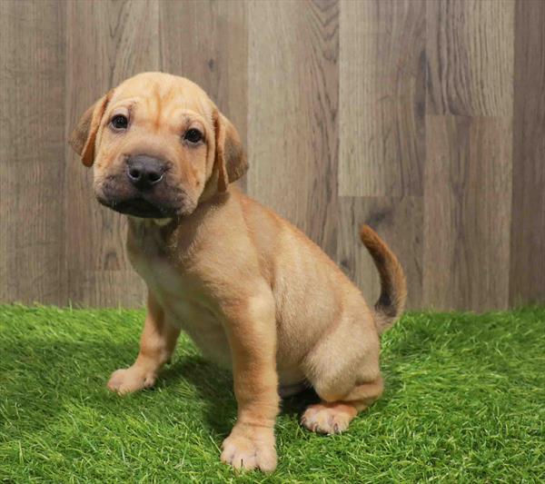 Sharpeagle-DOG-Male-Fawn-11186-Petland Robinson, PA