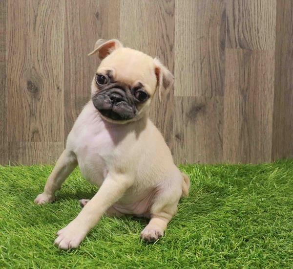 Pug-DOG-Female-Fawn-11188-Petland Robinson, PA