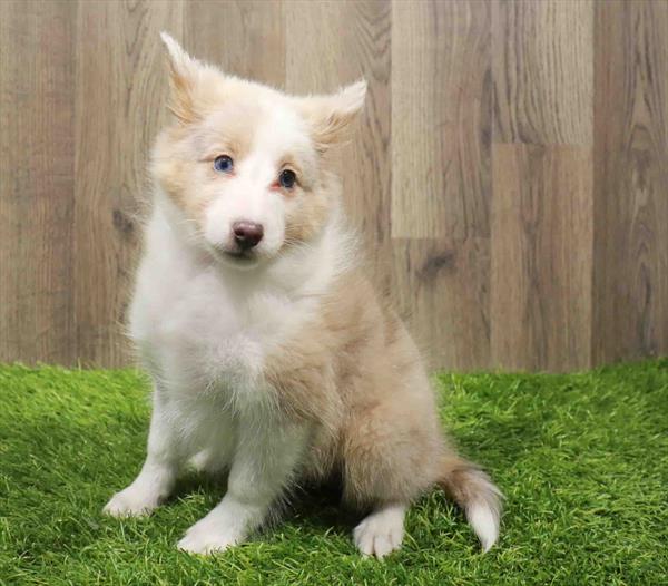 Sheltie-DOG-Male-Red Merle-11189-Petland Robinson, Pittsburgh, PA