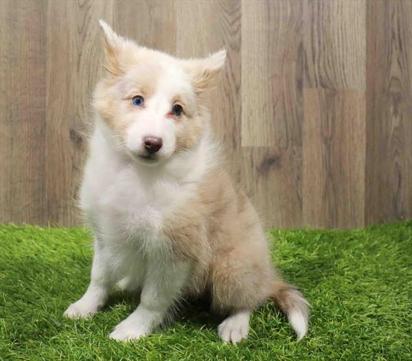 Sheltie-DOG-Male-Red Merle-11189-Petland Robinson, PA