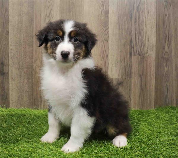 Miniature Australian Shepherd-DOG-Male-Black-11190-Petland Robinson, Pittsburgh, PA