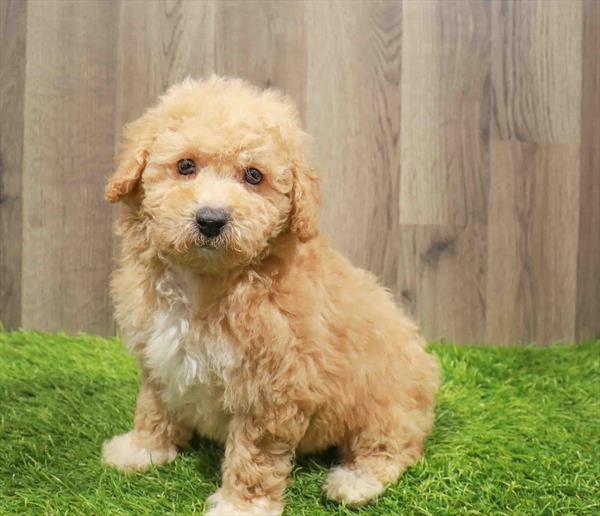 Maltipoo-DOG-Female-Apricot-11192-Petland Robinson, Pittsburgh, PA
