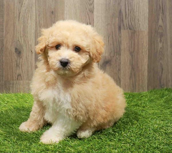 Maltipoo-DOG-Female-Apricot-11193-Petland Robinson, PA