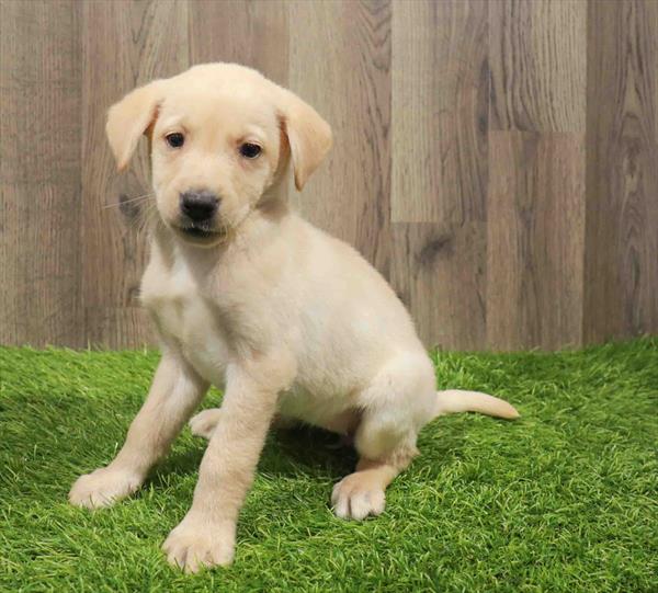 Labrador Retriever-DOG-Female-Yellow-11194-Petland Robinson, PA