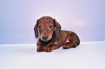 Dachshund-DOG-Male-Brindle-11204-Petland Robinson, Pittsburgh, PA