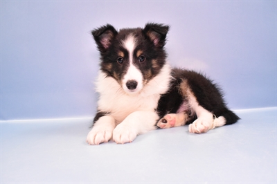 Sheltie-DOG-Male-Black White and Tan-11205-Petland Robinson, PA