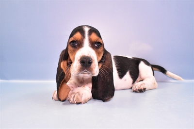 Basset Hound-DOG-Female-Black White and Tan-11209-Petland Robinson, PA