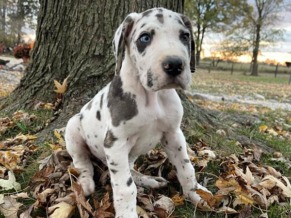 Great Dane-DOG-Male-Harlequin-11219-Petland Robinson, PA