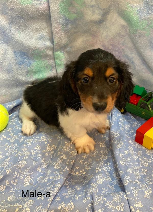 Dachshund-DOG-Male-Black White / Tan-11220-Petland Robinson, PA