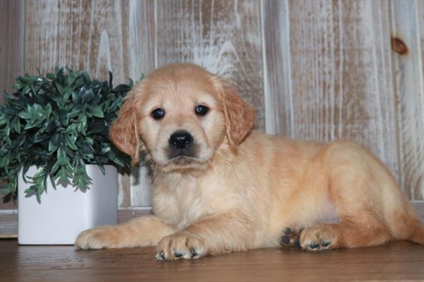 Golden Retriever-DOG-Female-Cream-11224-Petland Robinson, PA