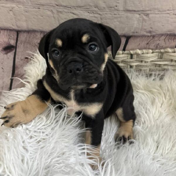 Beabull-DOG-Female-Black / Tan-11005-Petland Robinson, Pittsburgh, PA