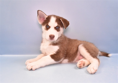 Siberian Husky-DOG-Male-Red and White-11120-Petland Robinson, Pittsburgh, PA