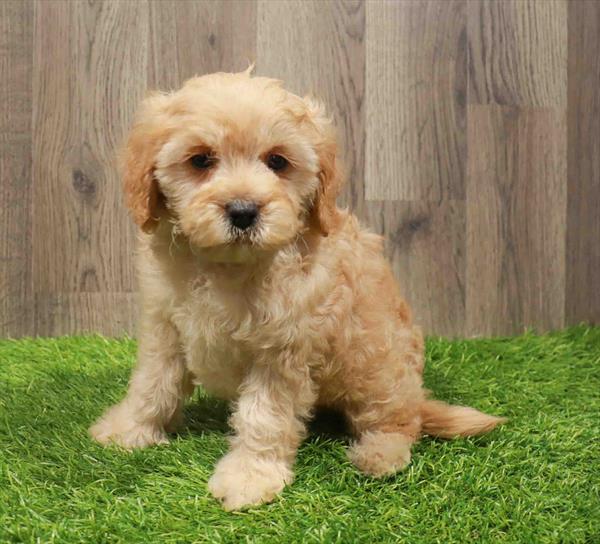 Cavachon-DOG-Male-Apricot-11159-Petland Robinson, Pittsburgh, PA
