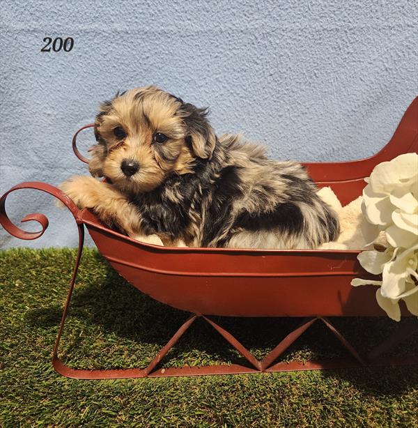 Yorkie-Poo-DOG-Male-Blue Merle-11160-Petland Robinson, PA