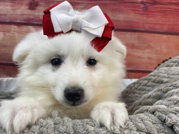 American Eskimo-DOG-Female-White-11161-Petland Robinson, PA