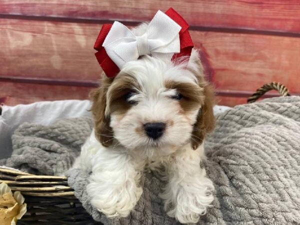 Cavapoo-DOG-Female-Red / White-11166-Petland Robinson, PA