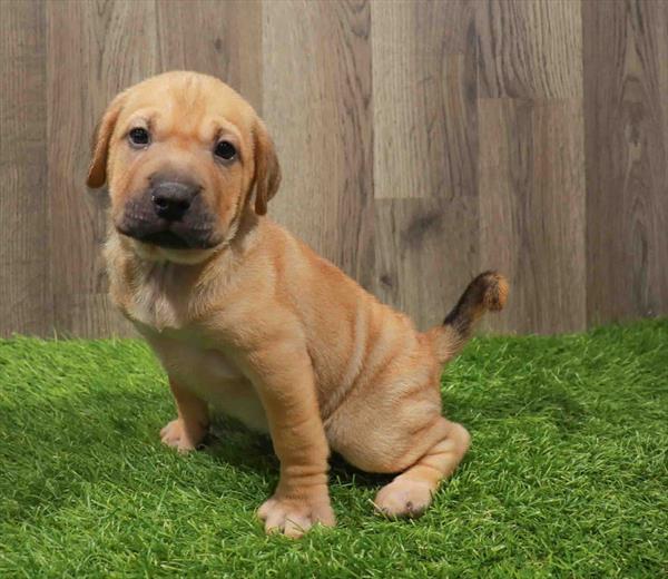 Sharpeagle-DOG-Female-Fawn-11187-Petland Robinson, Pittsburgh, PA