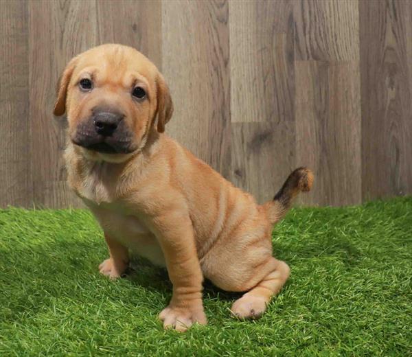 Sharpeagle-DOG-Female-Fawn-11187-Petland Robinson, PA