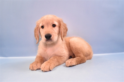 Golden Retriever-DOG-Female-Golden-11206-Petland Robinson, PA