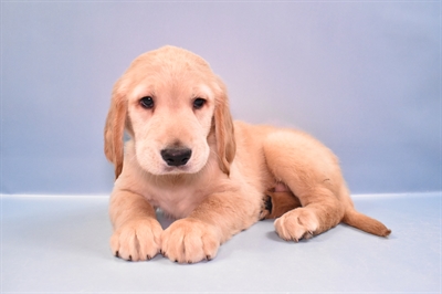 Golden Retriever-DOG-Male-Golden-11207-Petland Robinson, PA