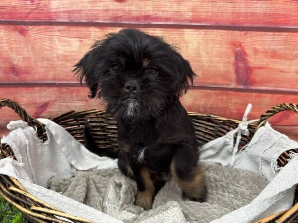 Shiffon-DOG-Female-Black-11221-Petland Robinson, Pittsburgh, PA