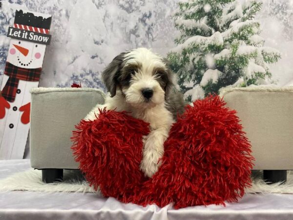 Mini Aussiedoodle-DOG-Male-Blue Merle-11254-Petland Robinson, Pittsburgh, PA