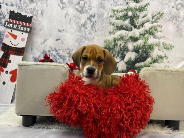 Beabull-DOG-Male-Brown-11255-Petland Robinson, Pittsburgh, PA