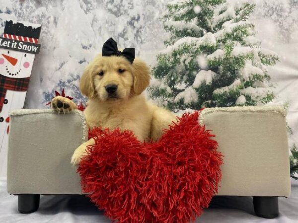 Golden Retriever-DOG-Female-Cream-11253-Petland Robinson, PA