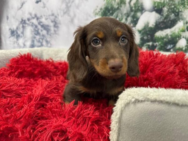 Dachshund-DOG-Male-Chocolate and Tan-11246-Petland Robinson, PA