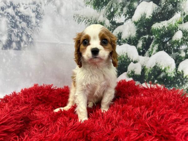 Cavalier King Charles Spaniel-DOG-Male-Blenheim-11248-Petland Robinson, Pittsburgh, PA