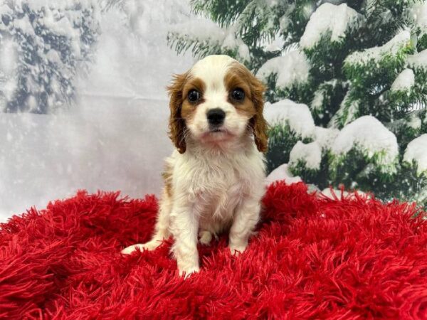 Cavalier King Charles Spaniel-DOG-Male-Blenheim-11248-Petland Robinson, PA