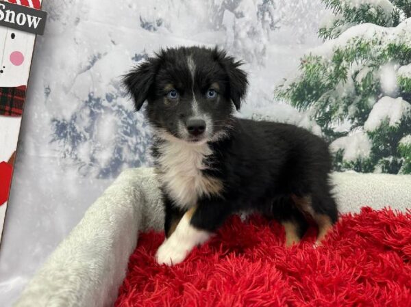 Miniature Australian Shepherd-DOG-Male-Black White and Brown-11247-Petland Robinson, PA