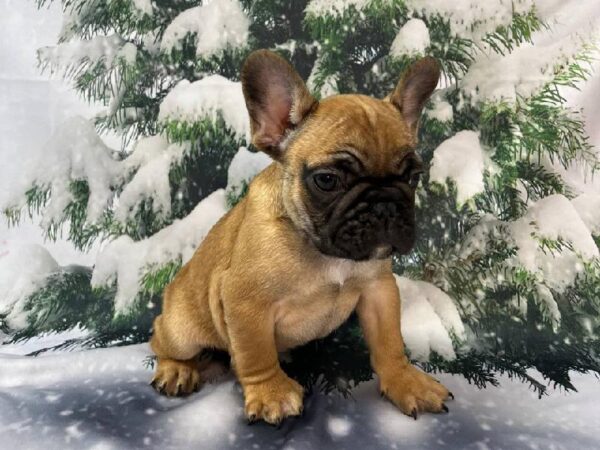 French Bulldog DOG Male Fawn 11239 Petland Robinson, Pittsburgh, PA