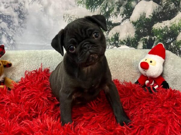 Pug-DOG-Male-Black-11238-Petland Robinson, Pittsburgh, PA