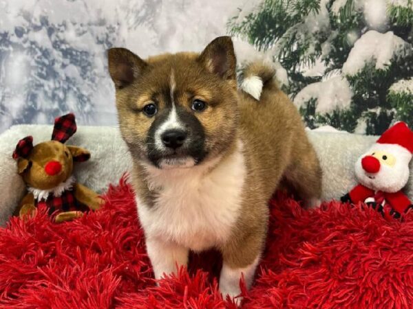 Shiba Inu-DOG-Male-Red / White-11241-Petland Robinson, PA