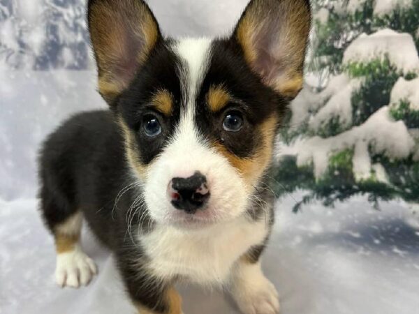 Pembroke Welsh Corgi-DOG-Male-Tri-Colored-11240-Petland Robinson, Pittsburgh, PA