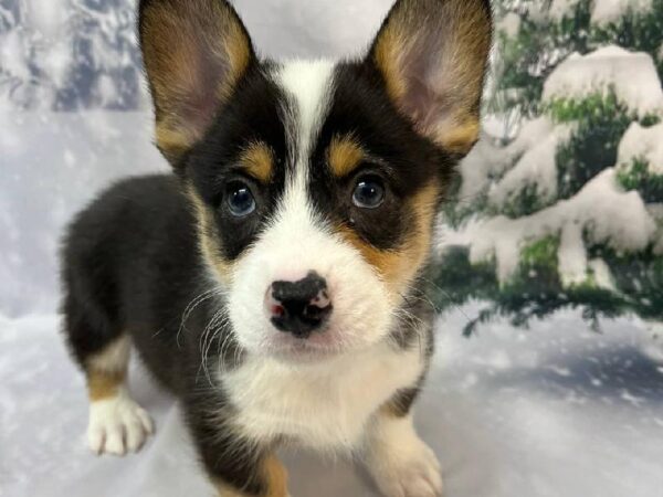 Pembroke Welsh Corgi-DOG-Male-Tri-Colored-11240-Petland Robinson, PA