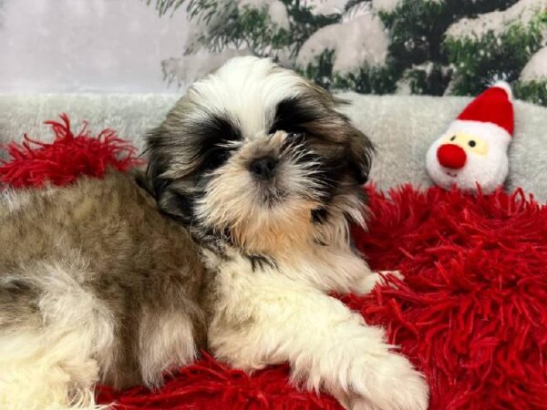 Shih Tzu-DOG-Male-Brown / White-11244-Petland Robinson, Pittsburgh, PA