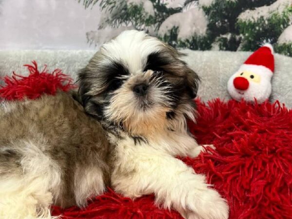 Shih Tzu-DOG-Male-Brown / White-11244-Petland Robinson, PA