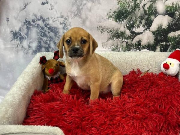 Puggle-DOG-Female-Fawn-11243-Petland Robinson, Pittsburgh, PA