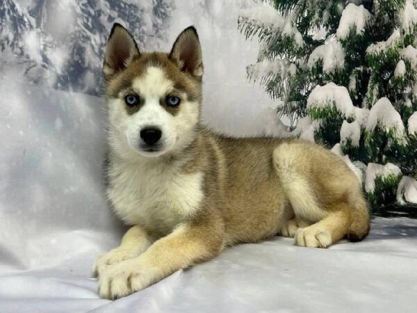 Siberian Husky-DOG-Female-Red / White-11242-Petland Robinson, PA