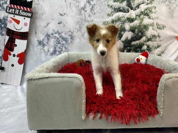 Sheltie-DOG-Female-Sable / White-11262-Petland Robinson, Pittsburgh, PA