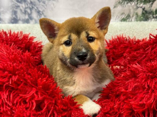 Shiba Inu-DOG-Female-Red Sesame-11263-Petland Robinson, PA