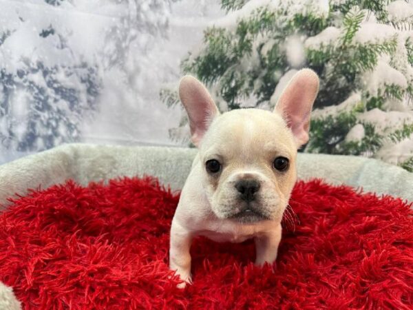 French Bulldog-DOG-Female-Cream-11259-Petland Robinson, Pittsburgh, PA