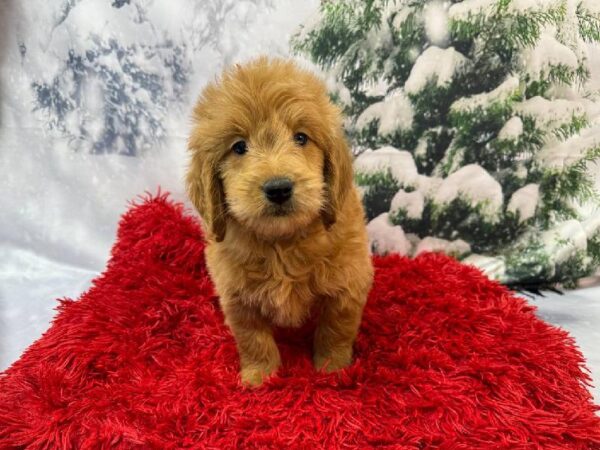 Mini Goldendoodle-DOG-Male-Apricot-11264-Petland Robinson, Pittsburgh, PA