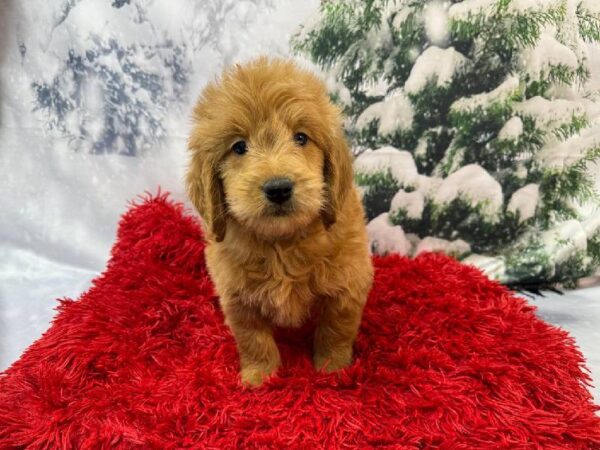 Mini Goldendoodle-DOG-Male-Apricot-11264-Petland Robinson, PA